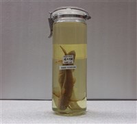 藏品(脂鮠)的圖片